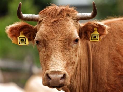 cattle rfid rules